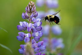 Bumblebee, Southern Norfolk Sand Plain, ON (Photo by Mhairi McFarlane/NCC Staff)