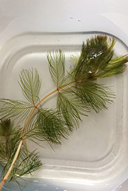 Eurasian milfoil (Photo by Danielle St. Louis)