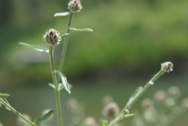 Spotted knapweed (Photo by NCC)